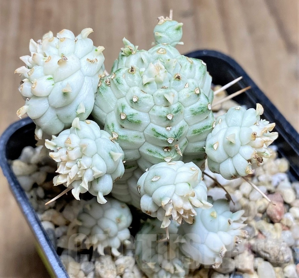 SHPR25336 Euphorbia mammillaris f. variegata