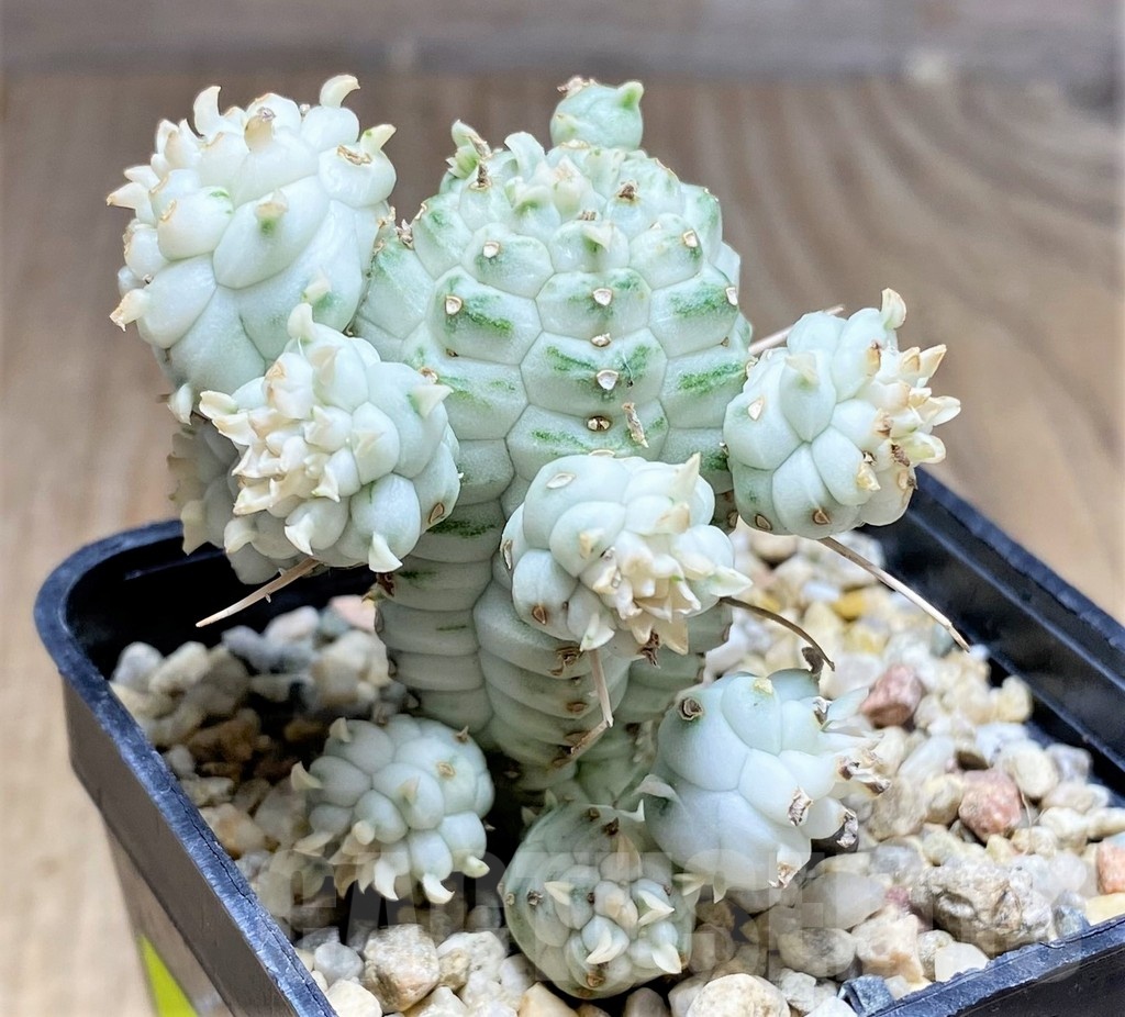 SHPR25336 Euphorbia mammillaris f. variegata - immagine 2