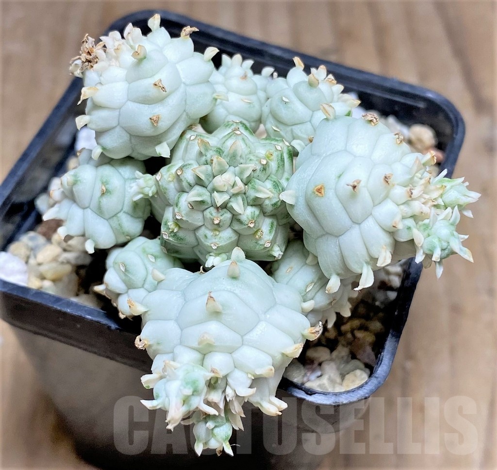 SHPR25337 Euphorbia mammillaris f. variegata - immagine 2