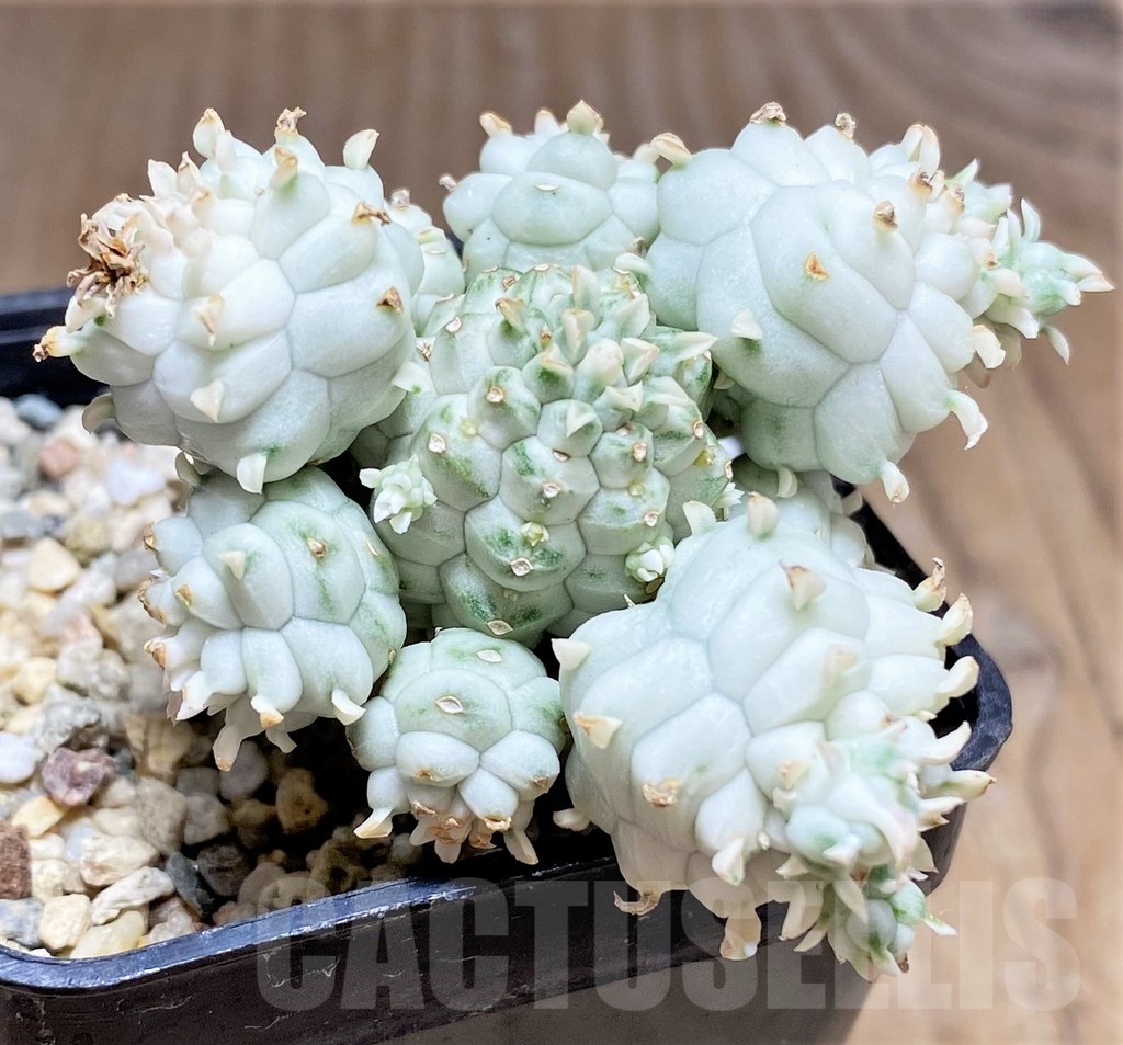 SHPR25337 Euphorbia mammillaris f. variegata