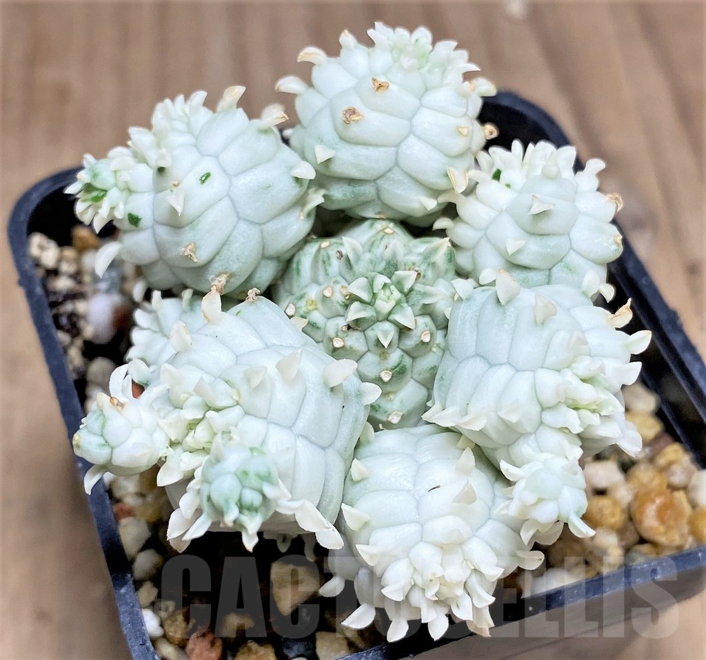 SHPR25339 Euphorbia mammillaris f. variegata