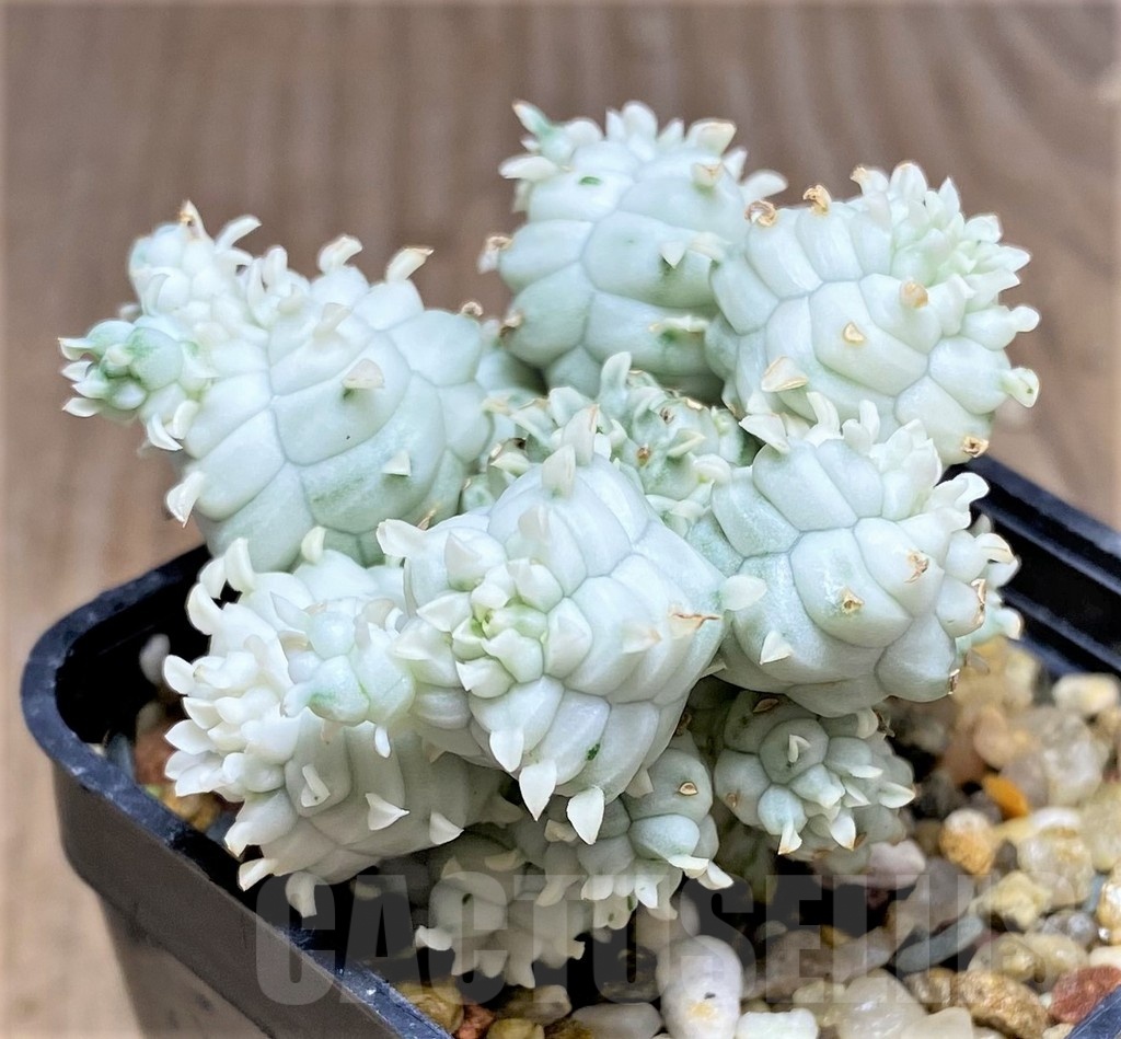 SHPR25339 Euphorbia mammillaris f. variegata - immagine 2