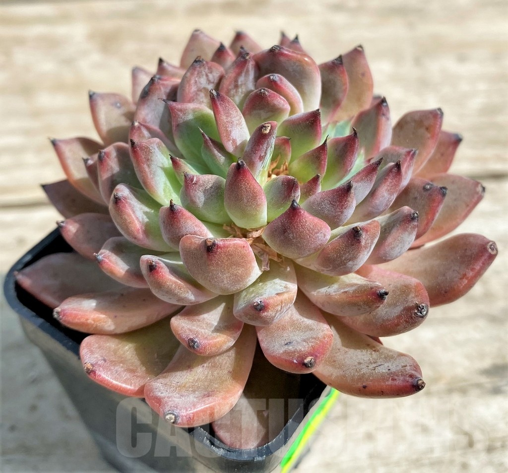 SHPR25374 Echeveria hybrid