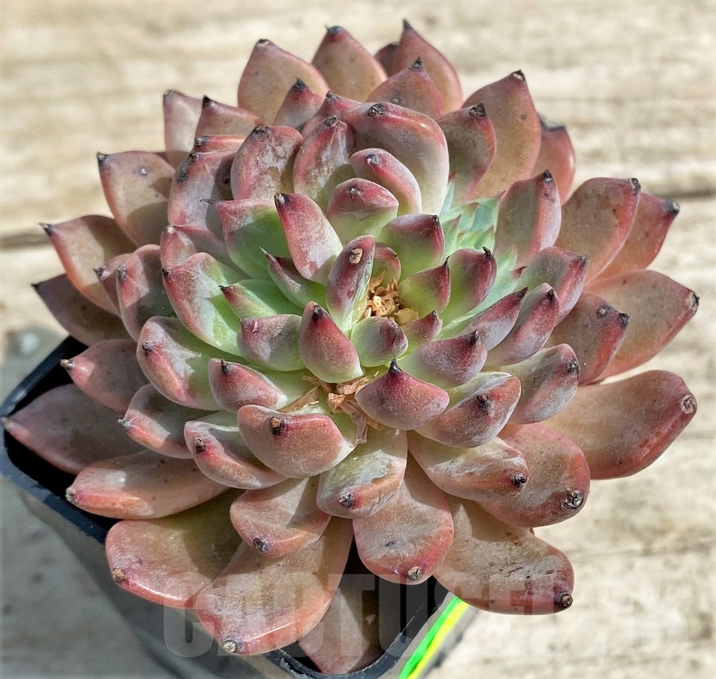 SHPR25374 Echeveria hybrid - immagine 2
