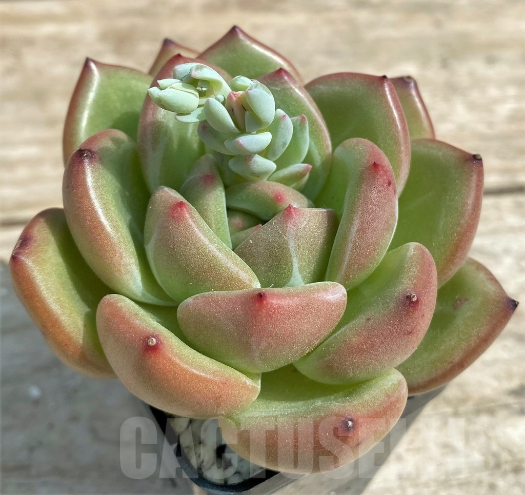 SHPR25375 Echeveria ‘Champagne’ red - immagine 2