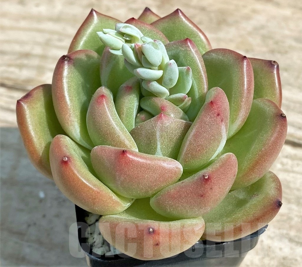 SHPR25375 Echeveria ‘Champagne’ red