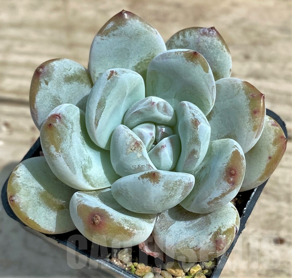 SHPR25376 Echeveria 'Orange Monroe' - immagine 2