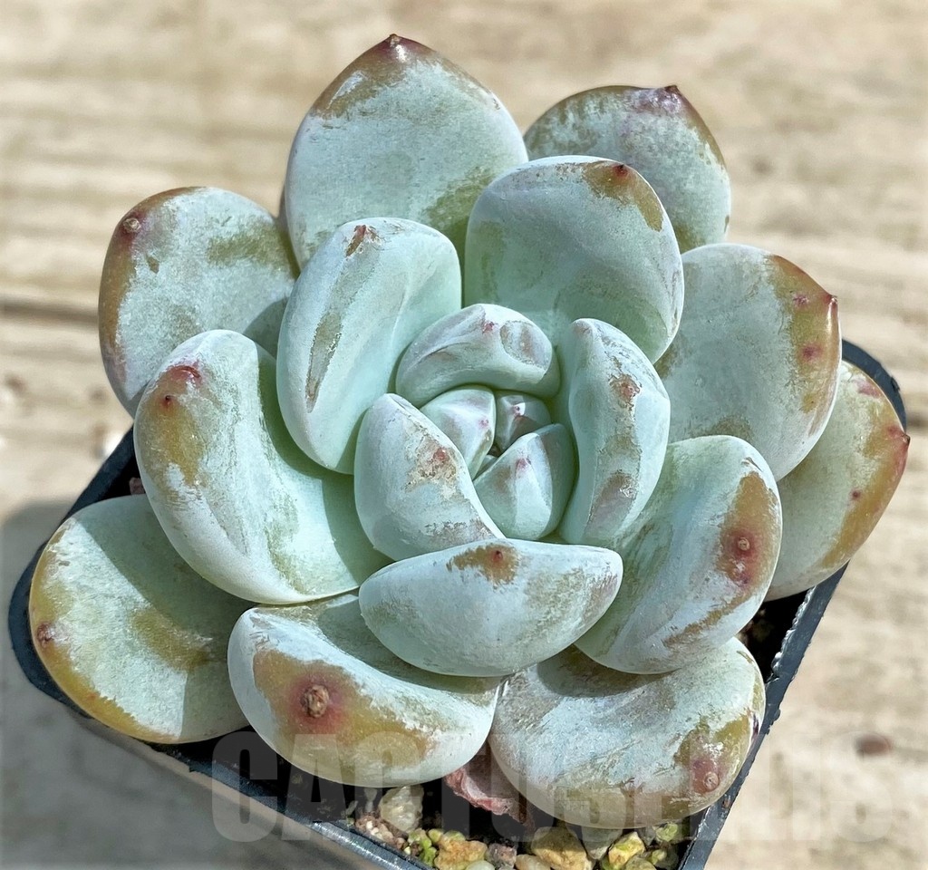 SHPR25376 Echeveria 'Orange Monroe'