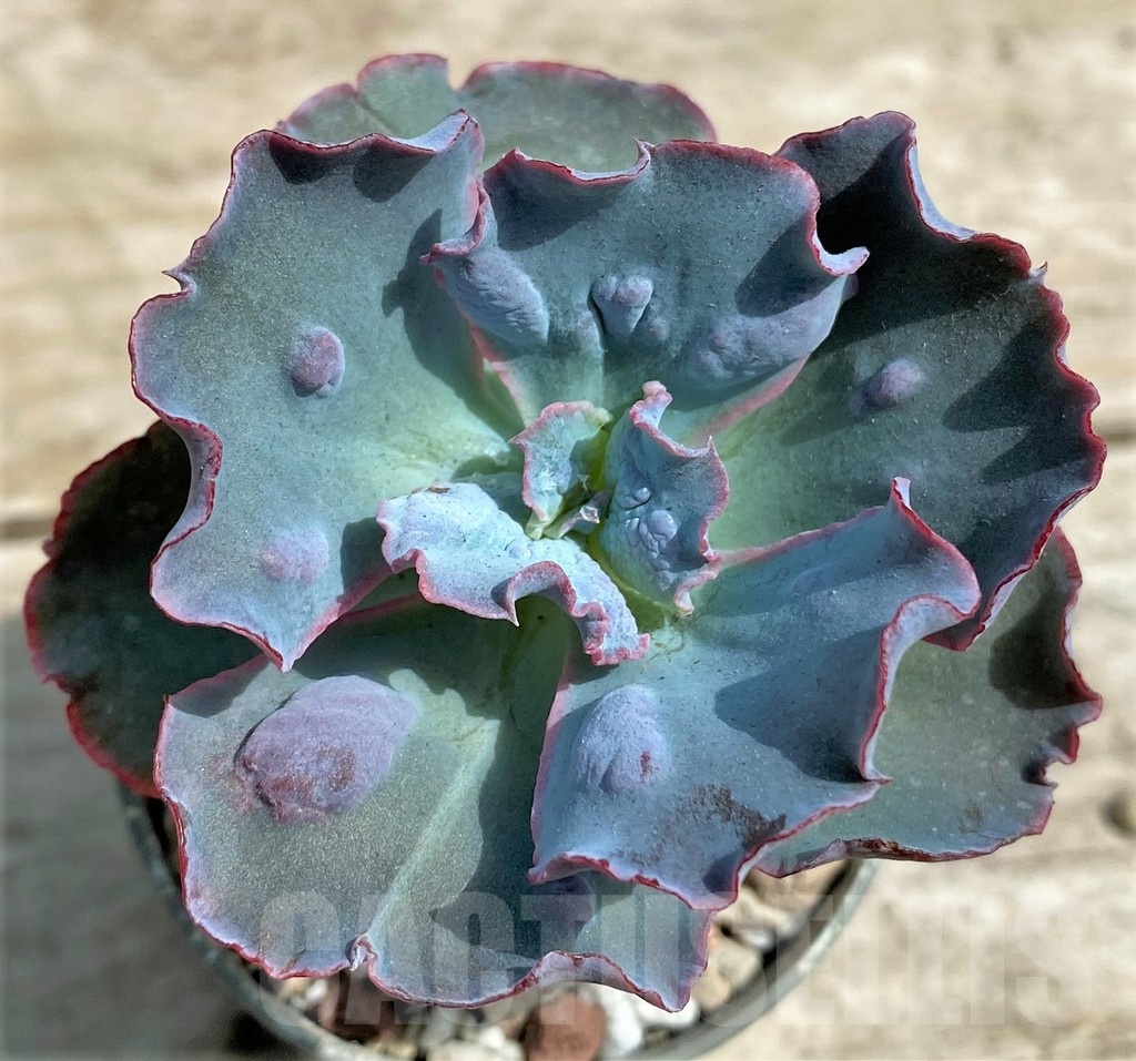 SHPR25379 Echeveria 'Etna' - immagine 2