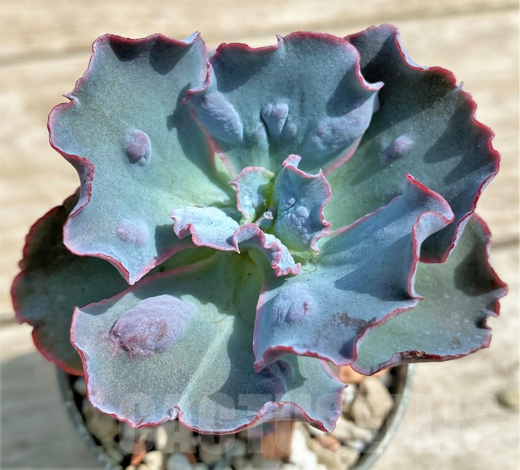 SHPR25379 Echeveria 'Etna'