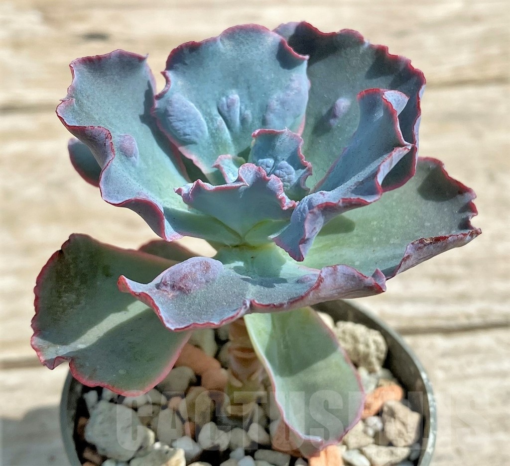 SHPR25379 Echeveria 'Etna' - immagine 3