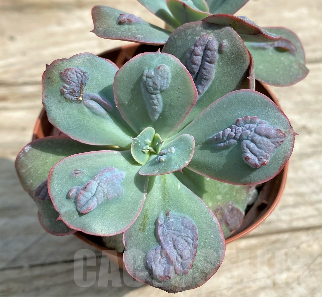 SHPR25380 Echeveria 'Baron Bold'