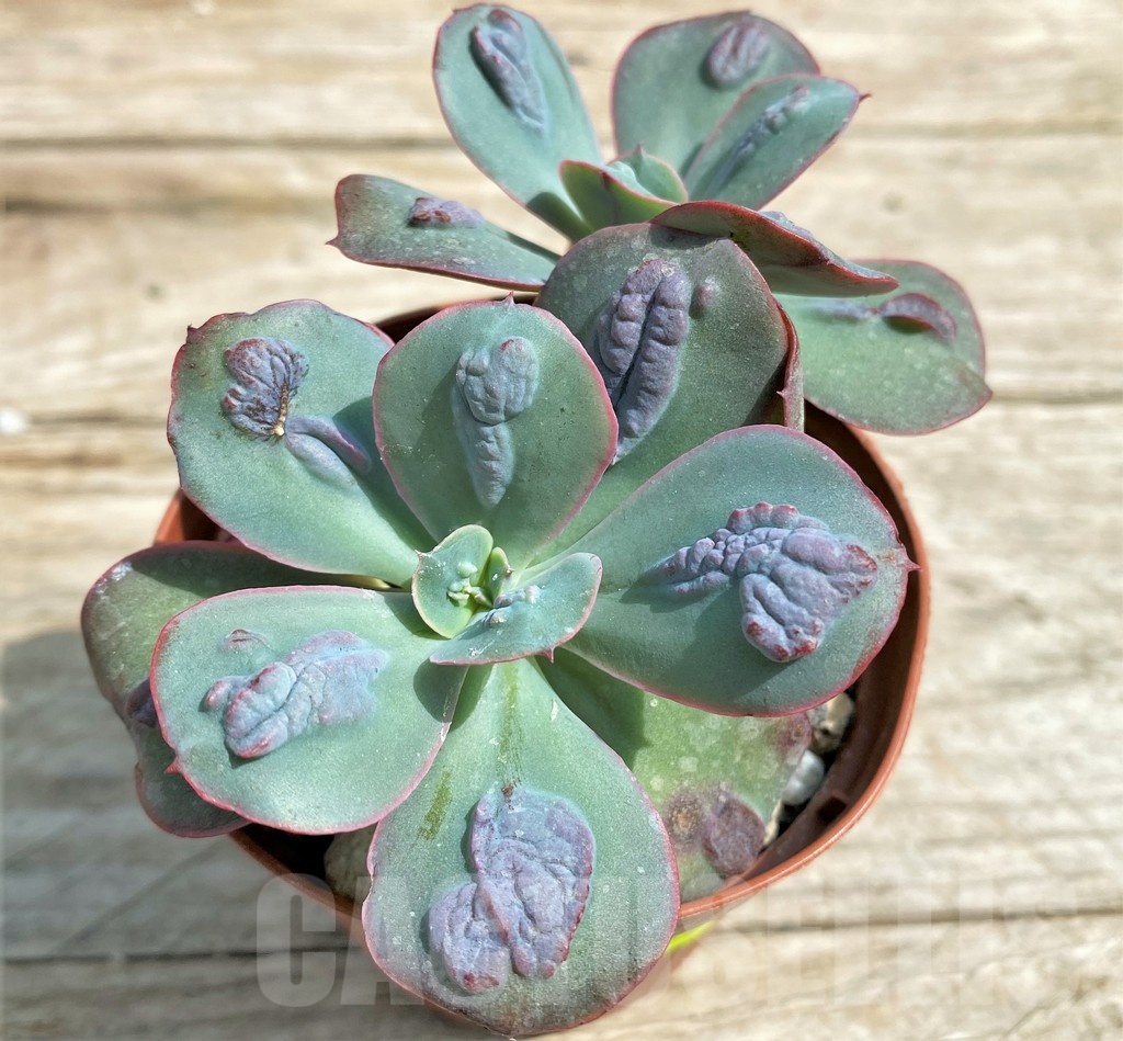 SHPR25380 Echeveria 'Baron Bold' - Obrázek 2