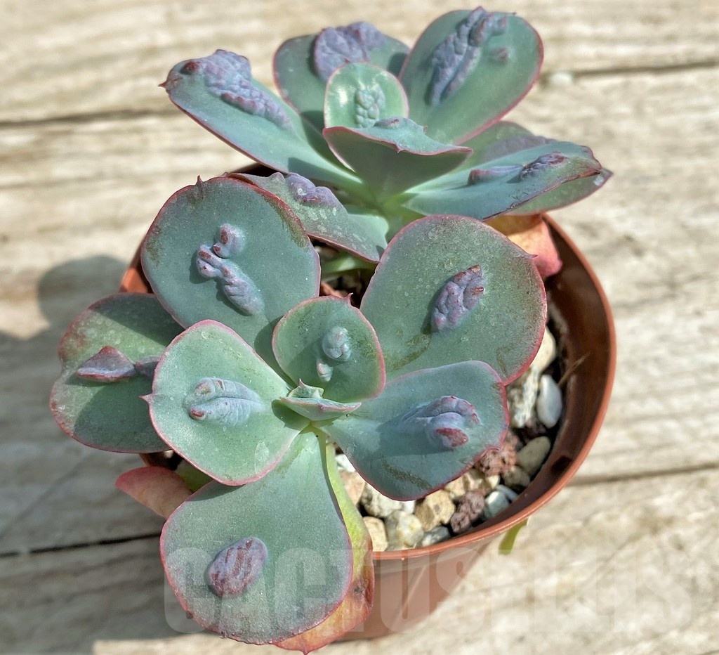 SHPR25380 Echeveria 'Baron Bold' - Obrázek 3