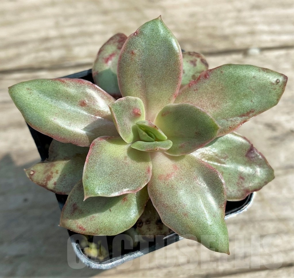 SHPR25381 Echeveria 'Yamato-mo-nai' f. variegata