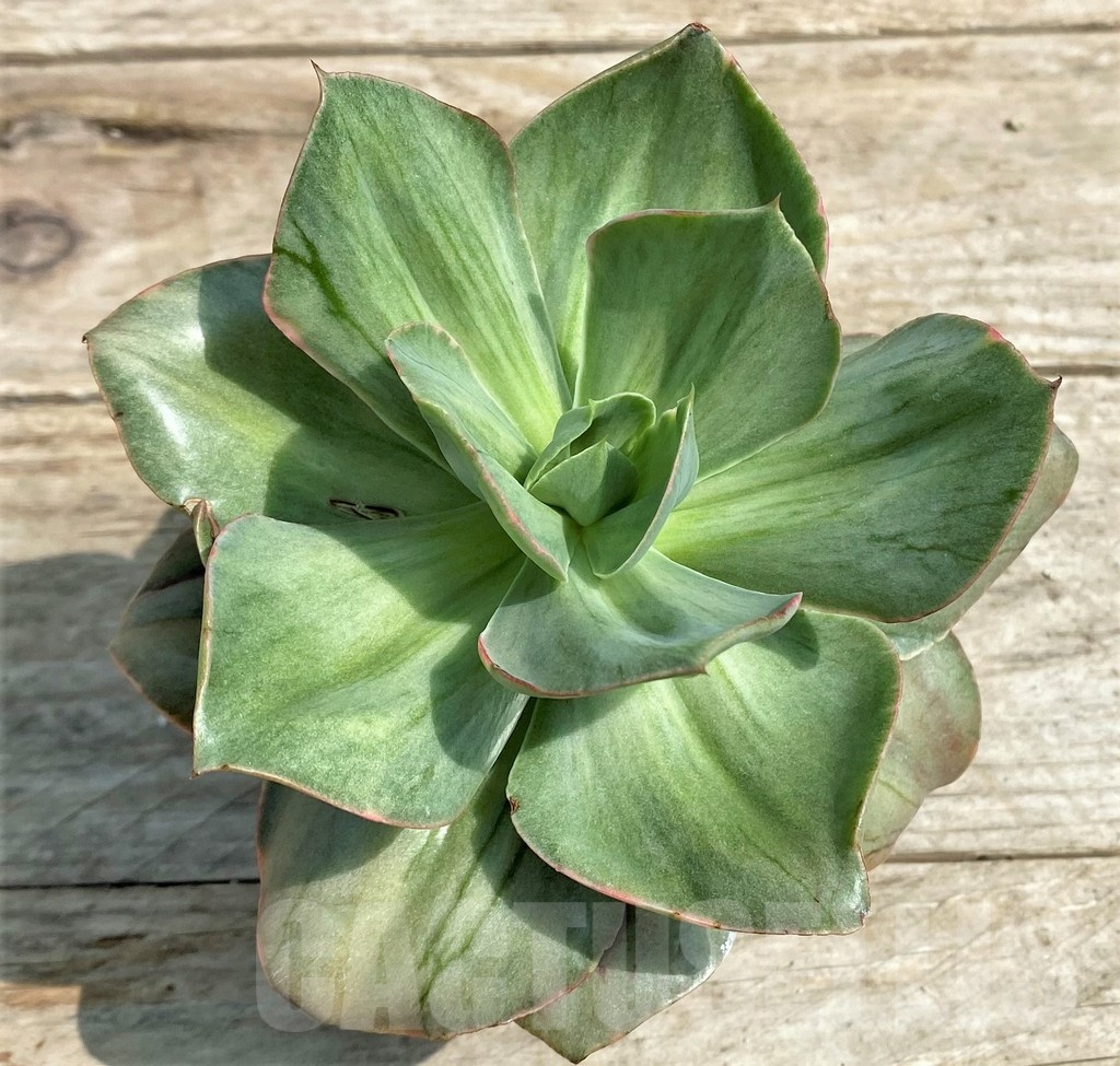 SHPR25383 Echeveria 'Iyra' f. variegata - Image 2