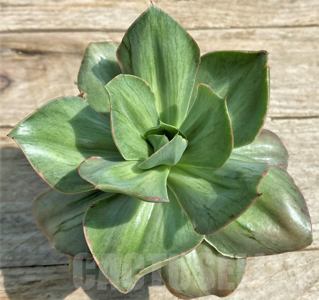 SHPR25383 Echeveria 'Iyra' f. variegata