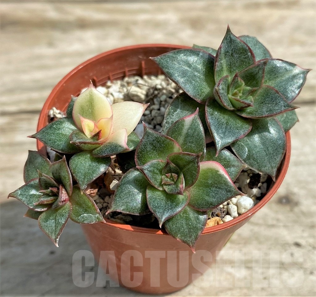 SHPR25431 Echeveria purpusorum ‘Monocerotis’ f. variegata - Image 2