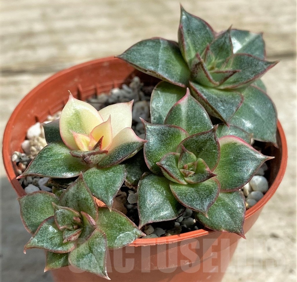 SHPR25431 Echeveria purpusorum ‘Monocerotis’ f. variegata