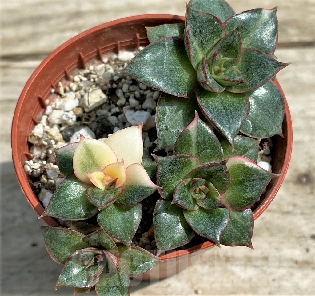 SHPR25431 Echeveria purpusorum ‘Monocerotis’ f. variegata - Image 3