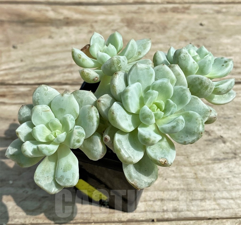 SHPR25386 Sedeveria 'Pudgy' f. variegata - immagine 2