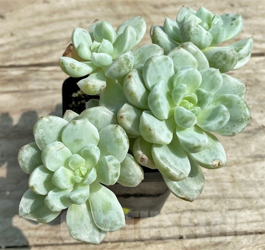 SHPR25386 Sedeveria 'Pudgy' f. variegata