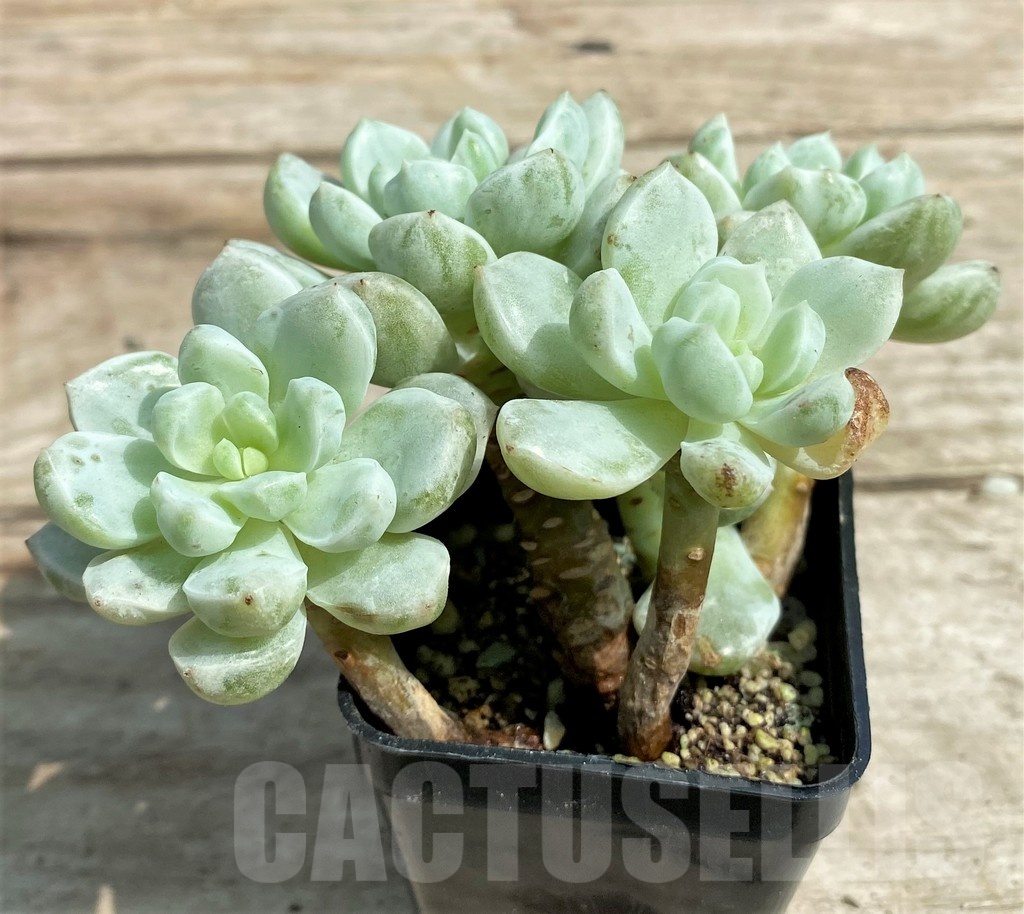 SHPR25386 Sedeveria 'Pudgy' f. variegata - immagine 3