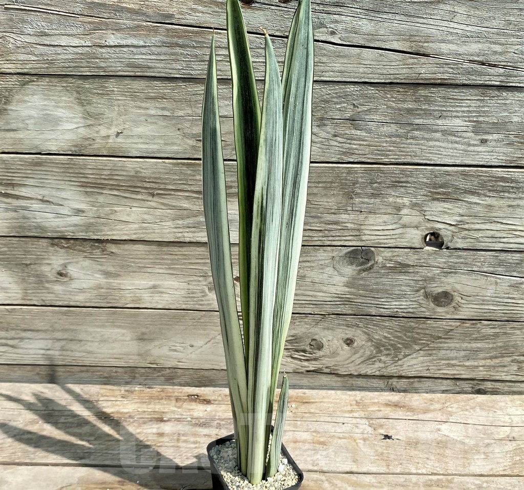 SHPR25388 Sansevieria 'Bantel' - immagine 2