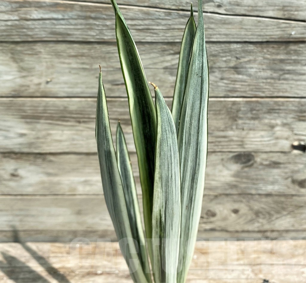 SHPR25388 Sansevieria 'Bantel' - immagine 3