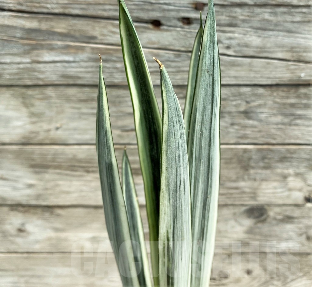 SHPR25388 Sansevieria 'Bantel'