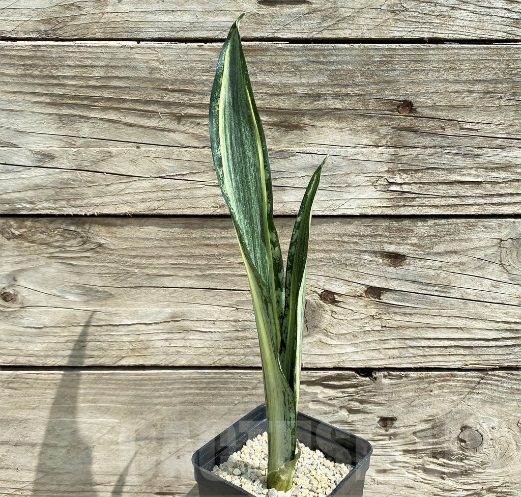 SHPR25389 Sansevieria 'Bentel Batik' - Image 2