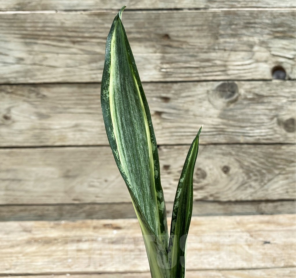 SHPR25389 Sansevieria 'Bentel Batik'