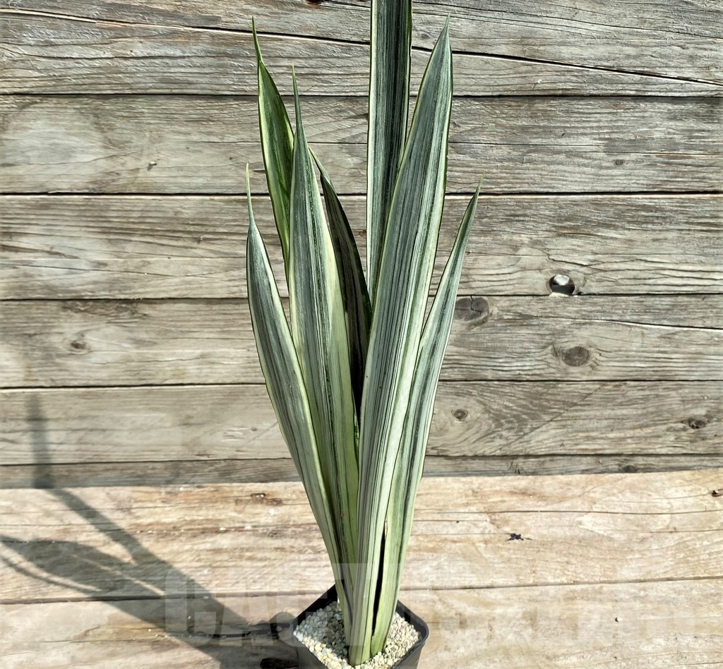 SHPR25390 Sansevieria 'Bantel' - Image 2