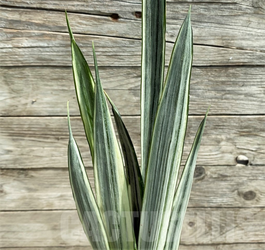 SHPR25390 Sansevieria 'Bantel'