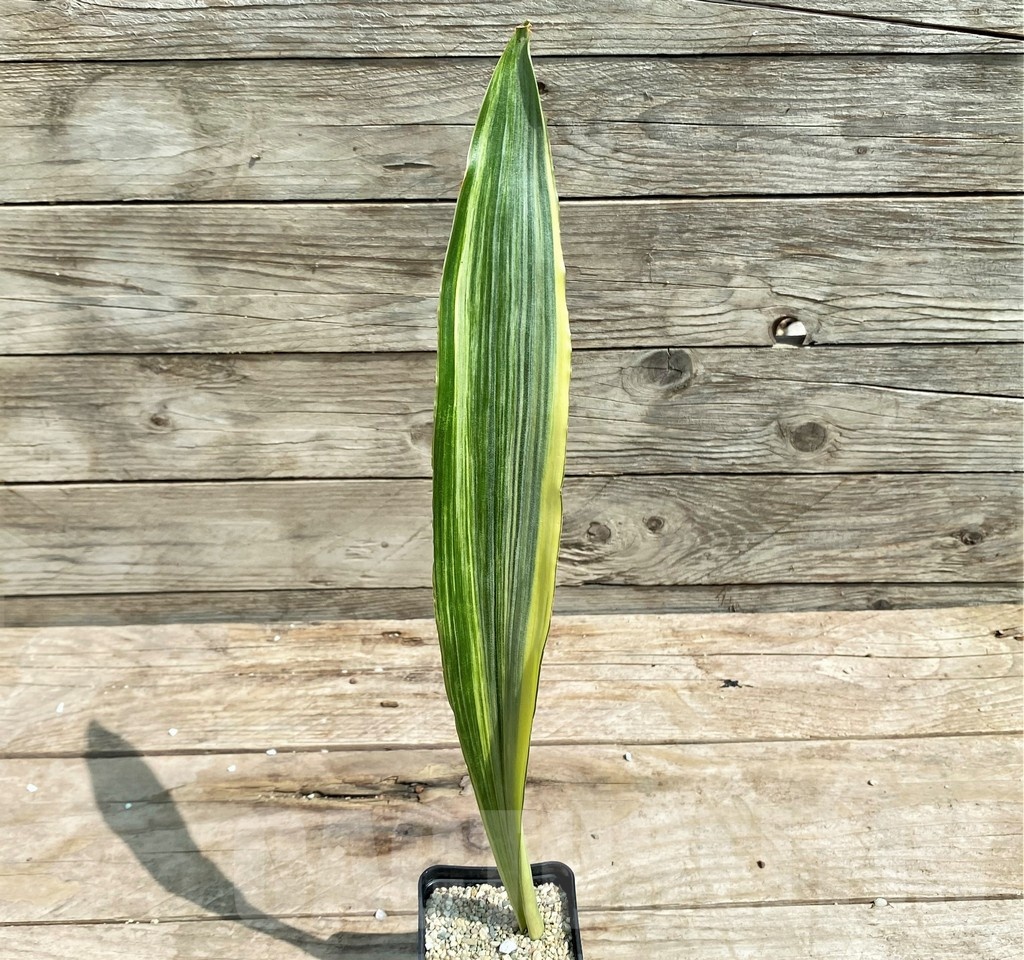SHPR25392 Sansevieria metallica 'Silver' - Image 2