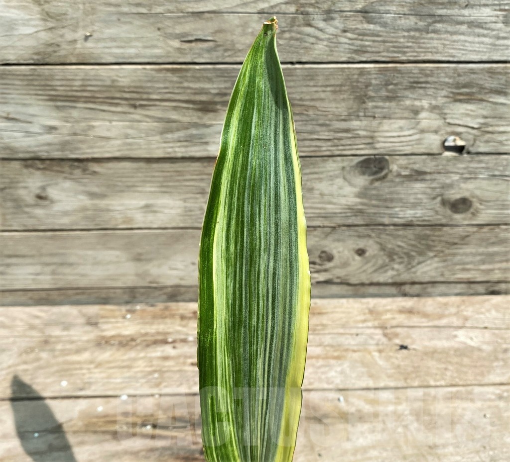 SHPR25392 Sansevieria metallica 'Silver'