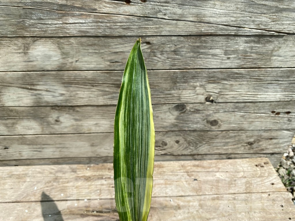 SHPR25392 Sansevieria metallica 'Silver' - Image 3