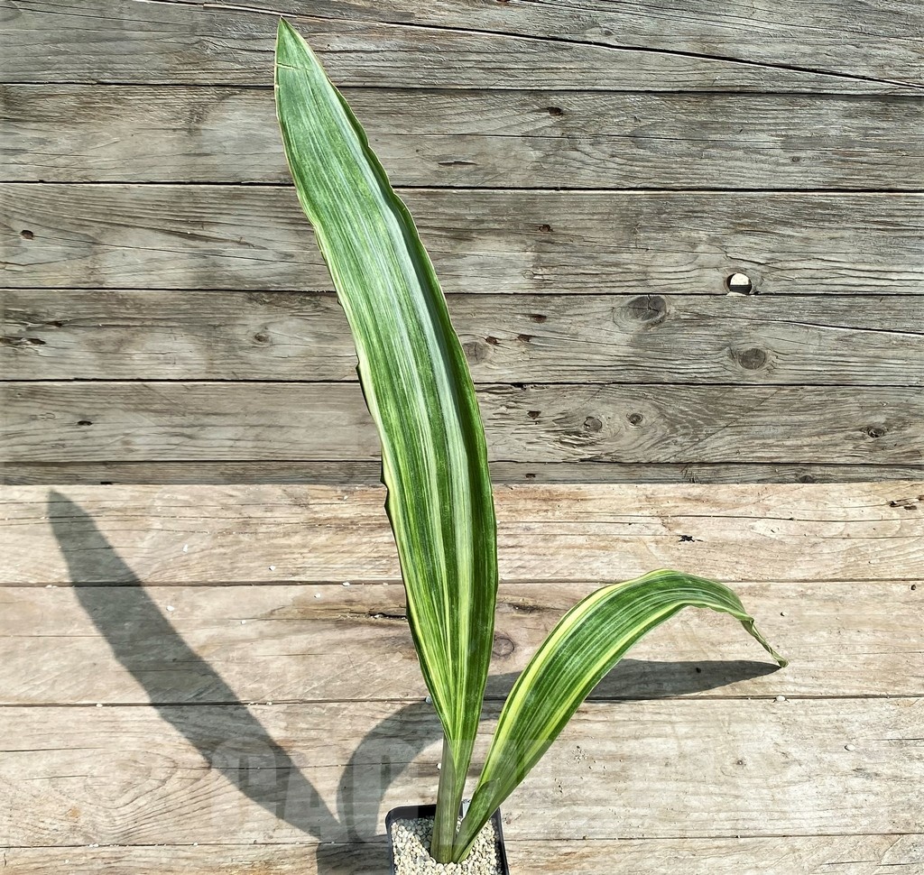 SHPR25393 Sansevieria metallica 'Silver' - Image 2