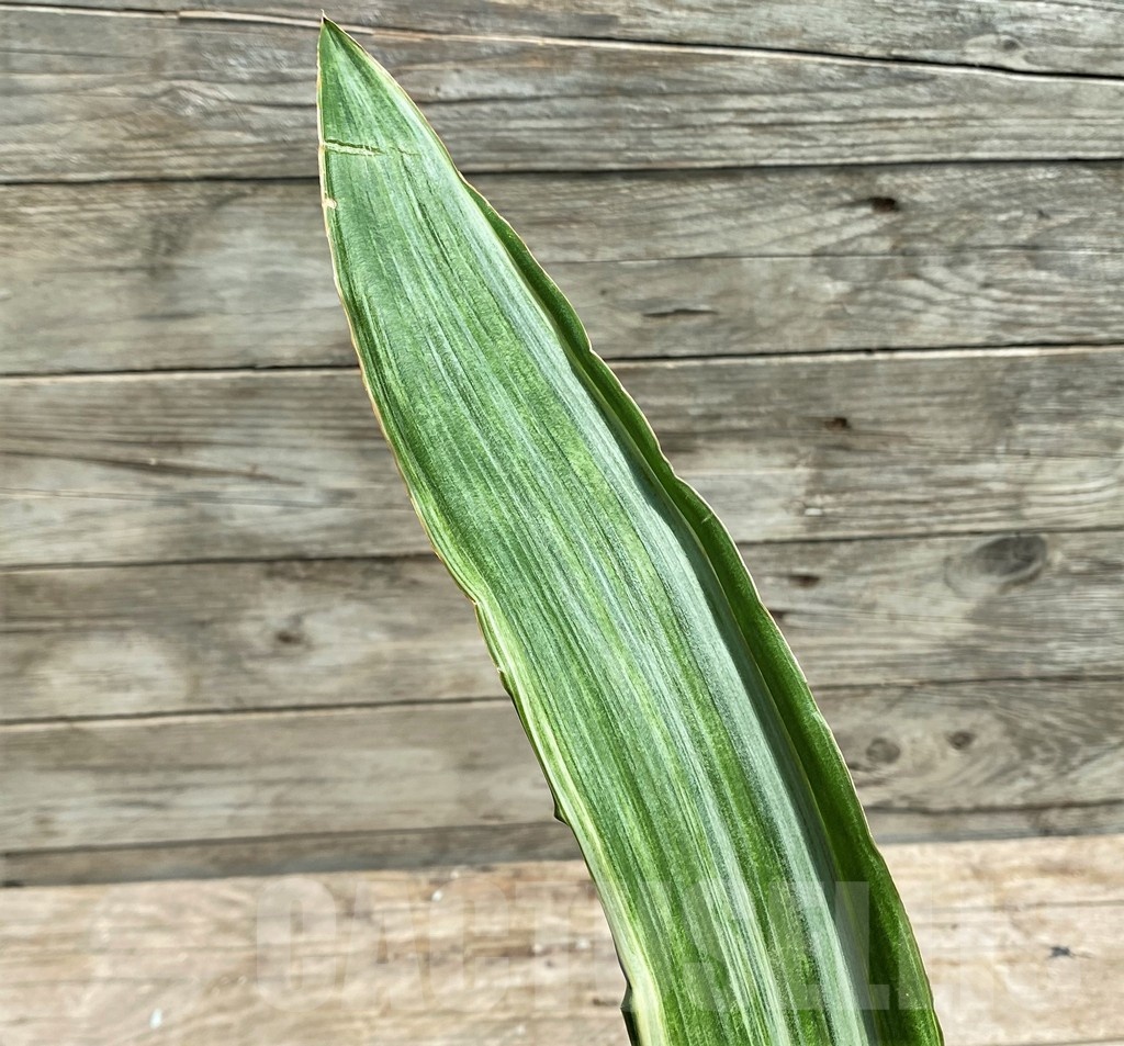 SHPR25393 Sansevieria metallica 'Silver'