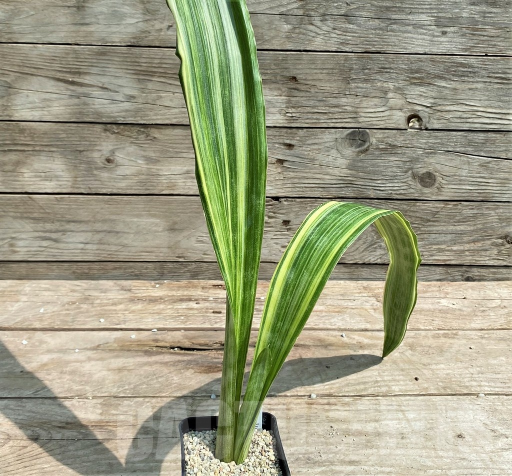 SHPR25393 Sansevieria metallica 'Silver' - Image 3