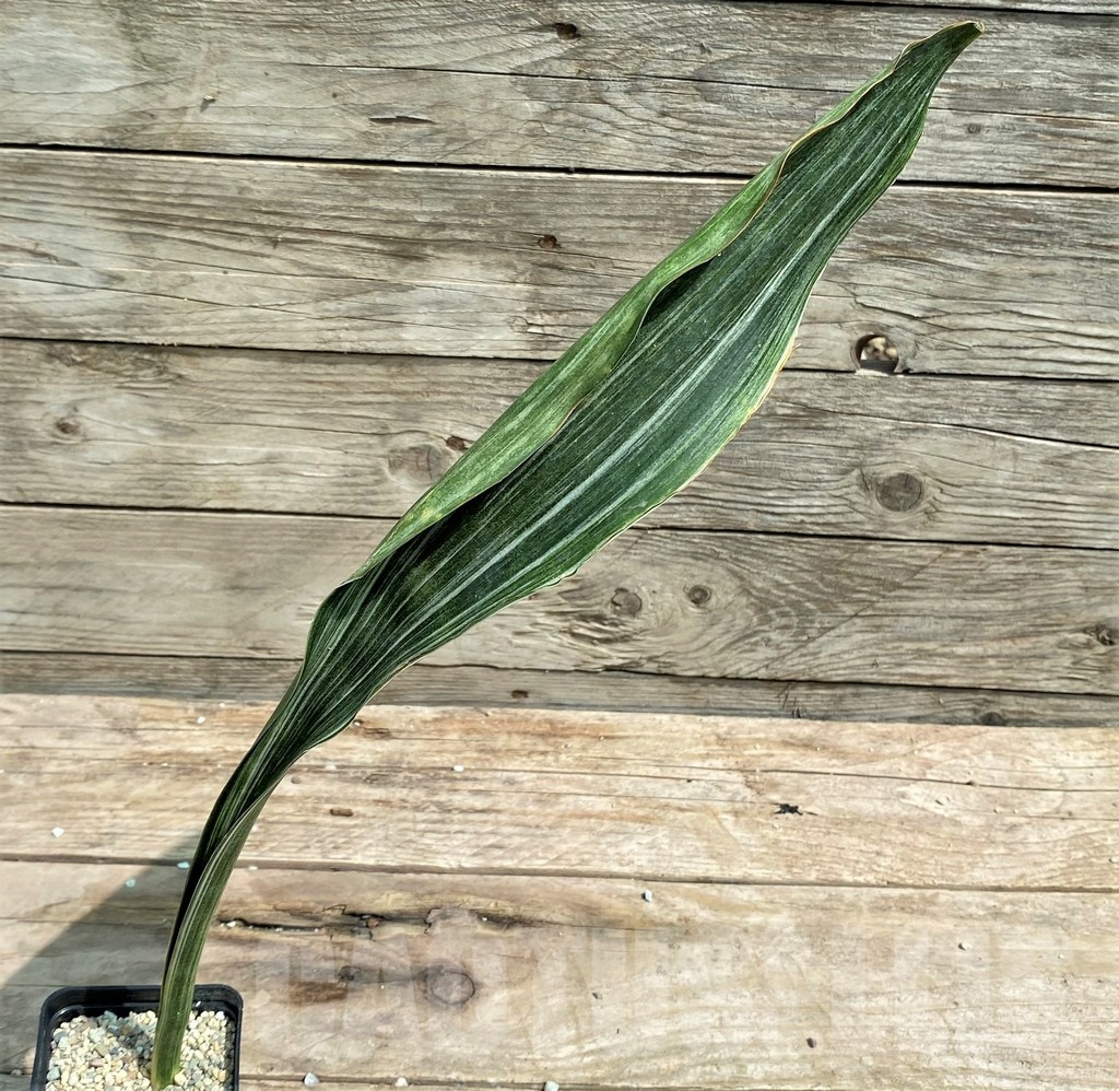 SHPR25394 Sansevieria metallica 'Silver' - immagine 2