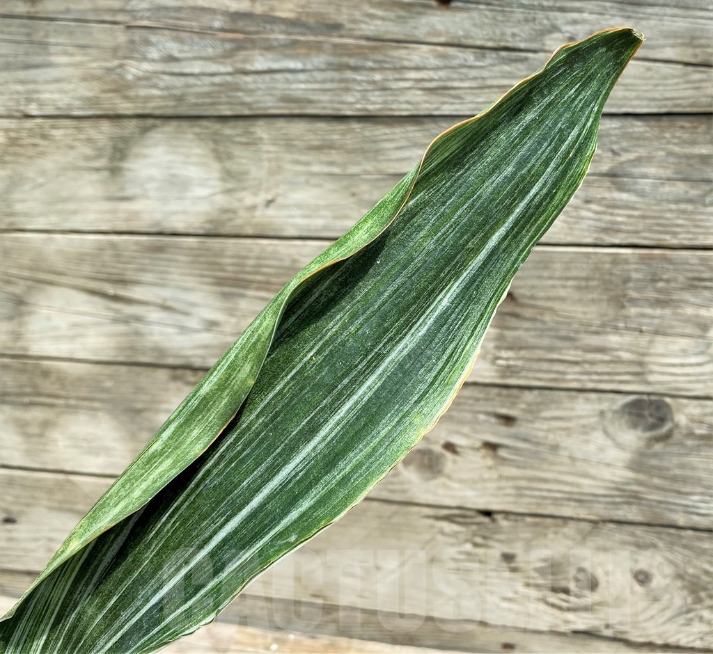 SHPR25394 Sansevieria metallica 'Silver'