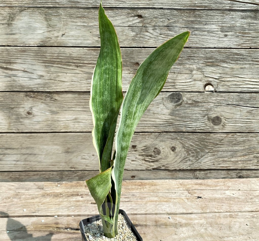 SHPR25396 Sansevieria metallica 'Silver' - Image 2