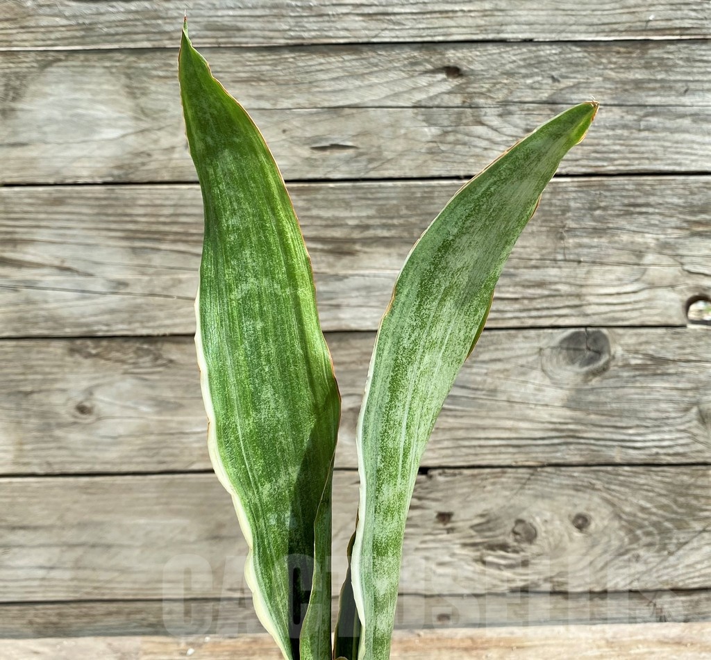 SHPR25396 Sansevieria metallica 'Silver'