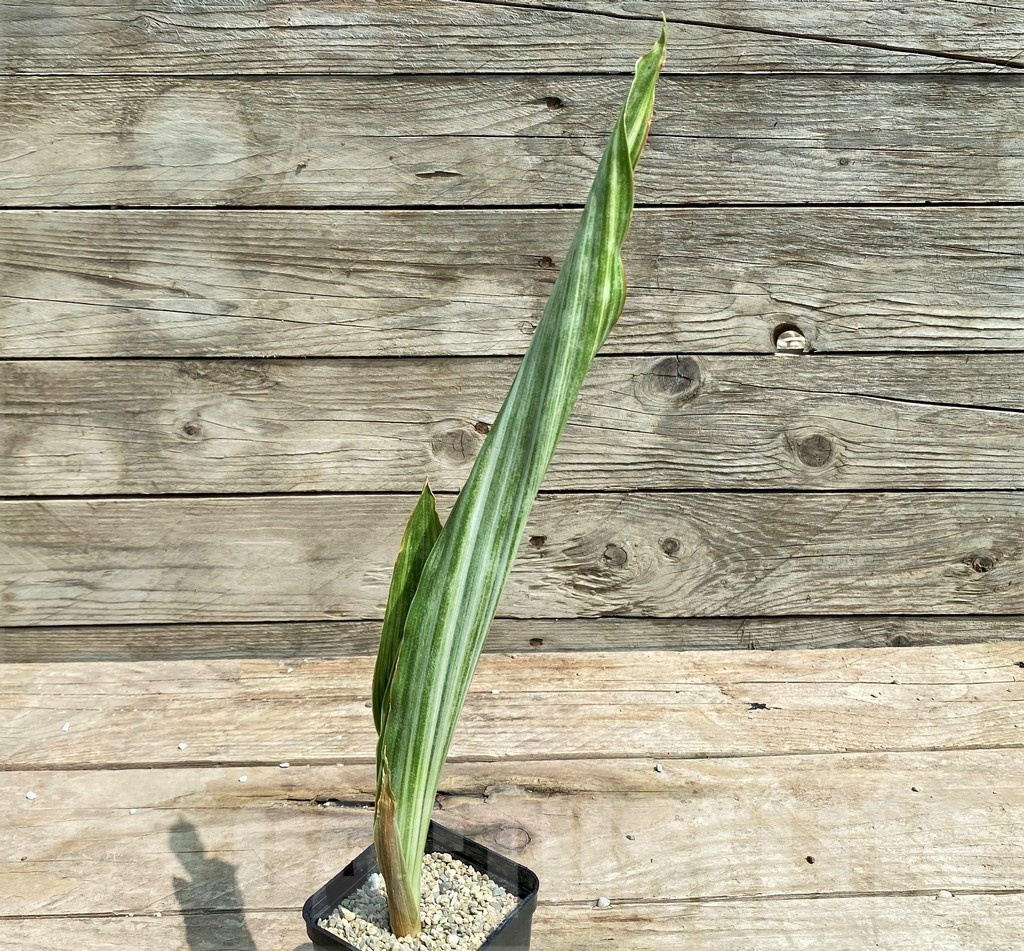 SHPR25397 Sansevieria metallica 'Silver' - Obrázek 2