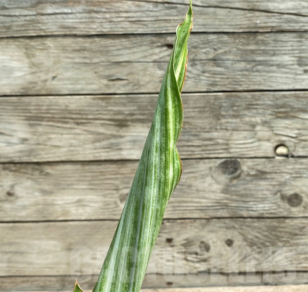 SHPR25397 Sansevieria metallica 'Silver'