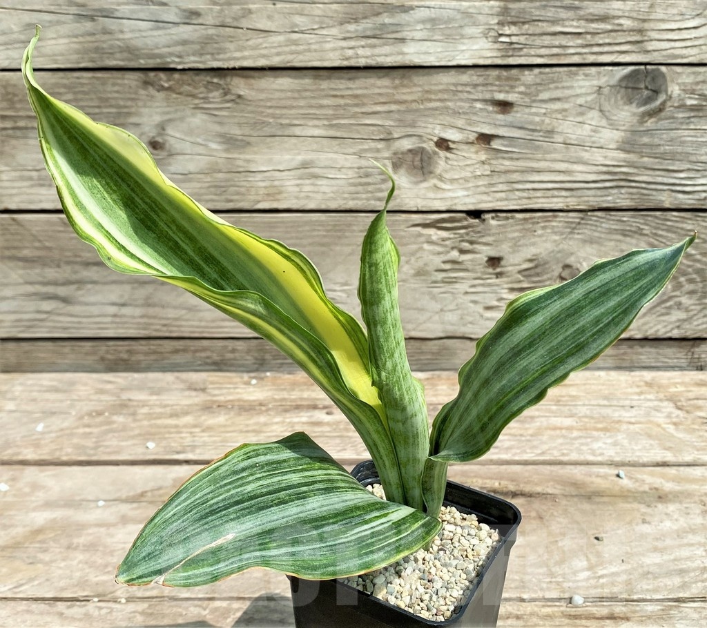 SHPR25398 Sansevieria metallica 'Silver' - Image 2