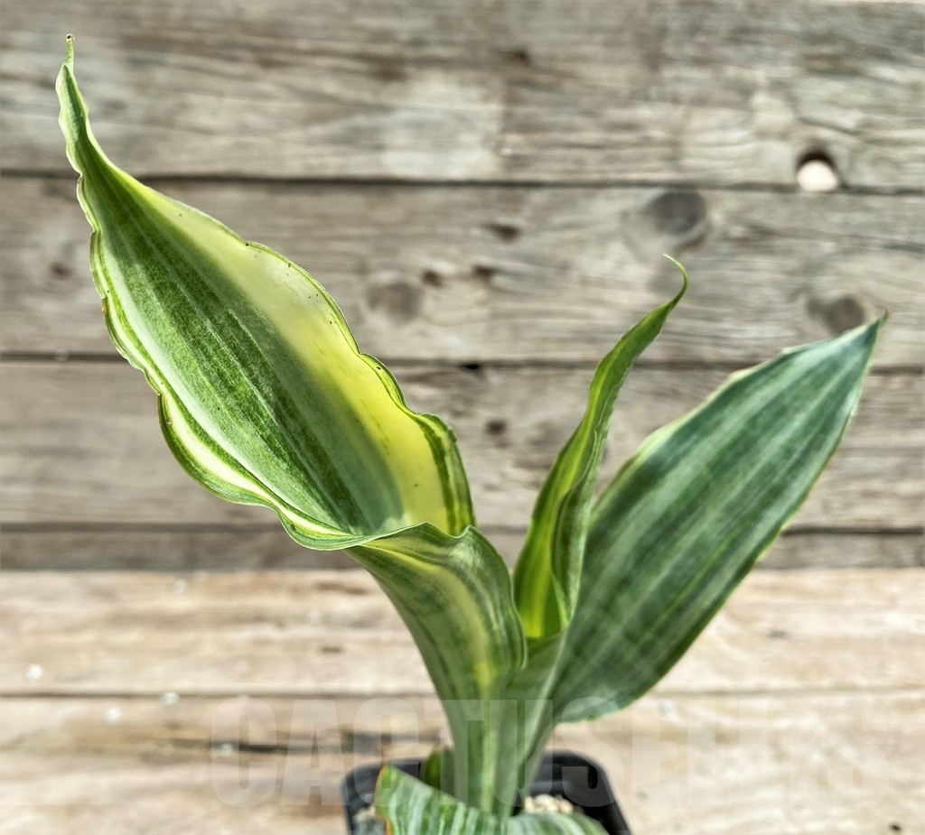 SHPR25398 Sansevieria metallica 'Silver'