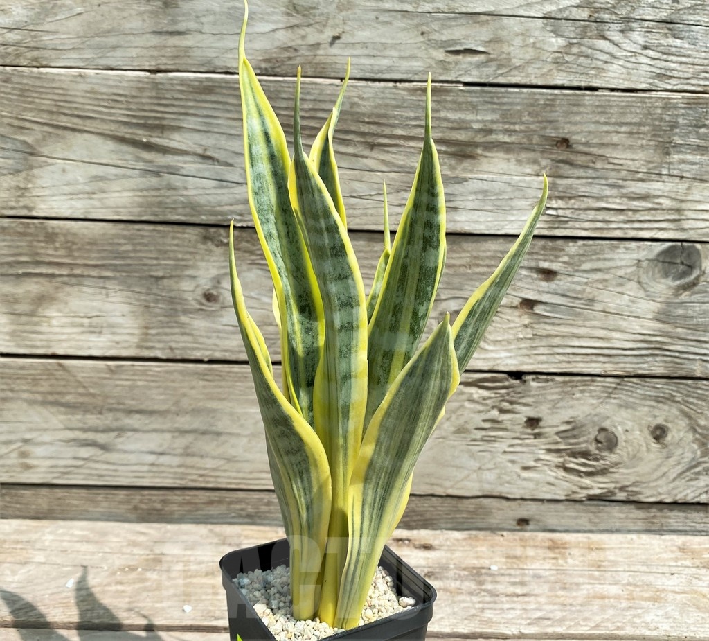 SHPR25399 Sansevieria 'Yellow Trip' - Image 2