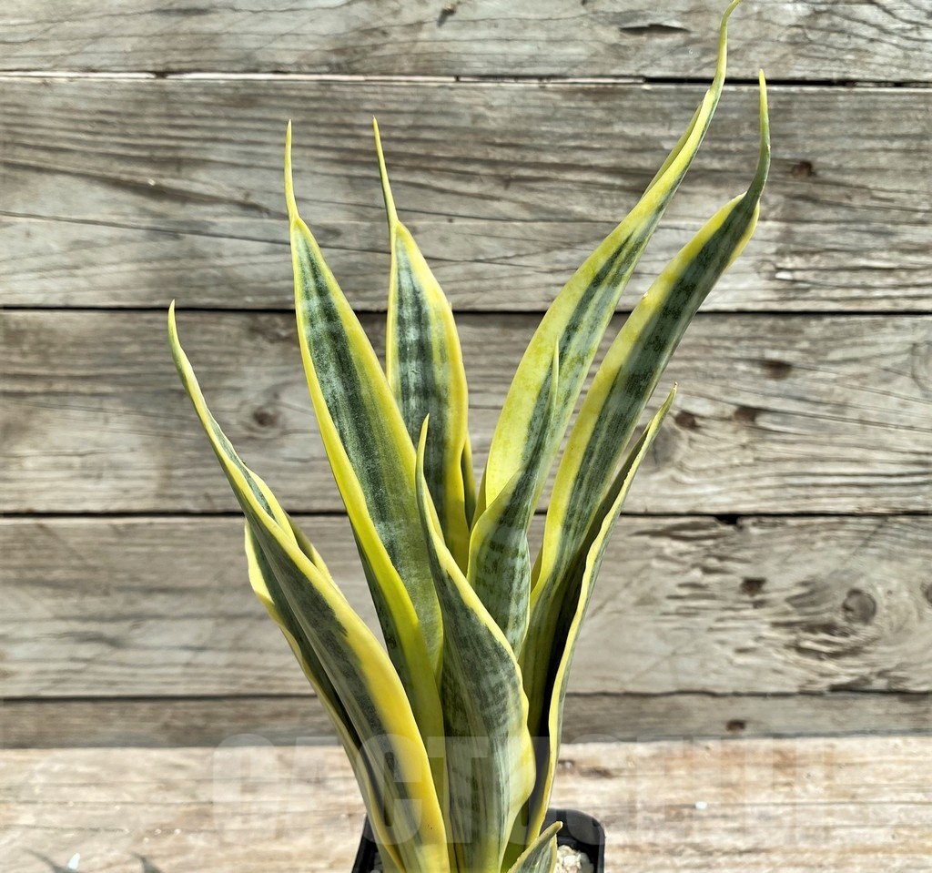 SHPR25399 Sansevieria 'Yellow Trip'
